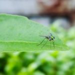 chup anh macro dien thoai